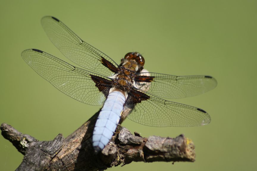 Libellula depressa?